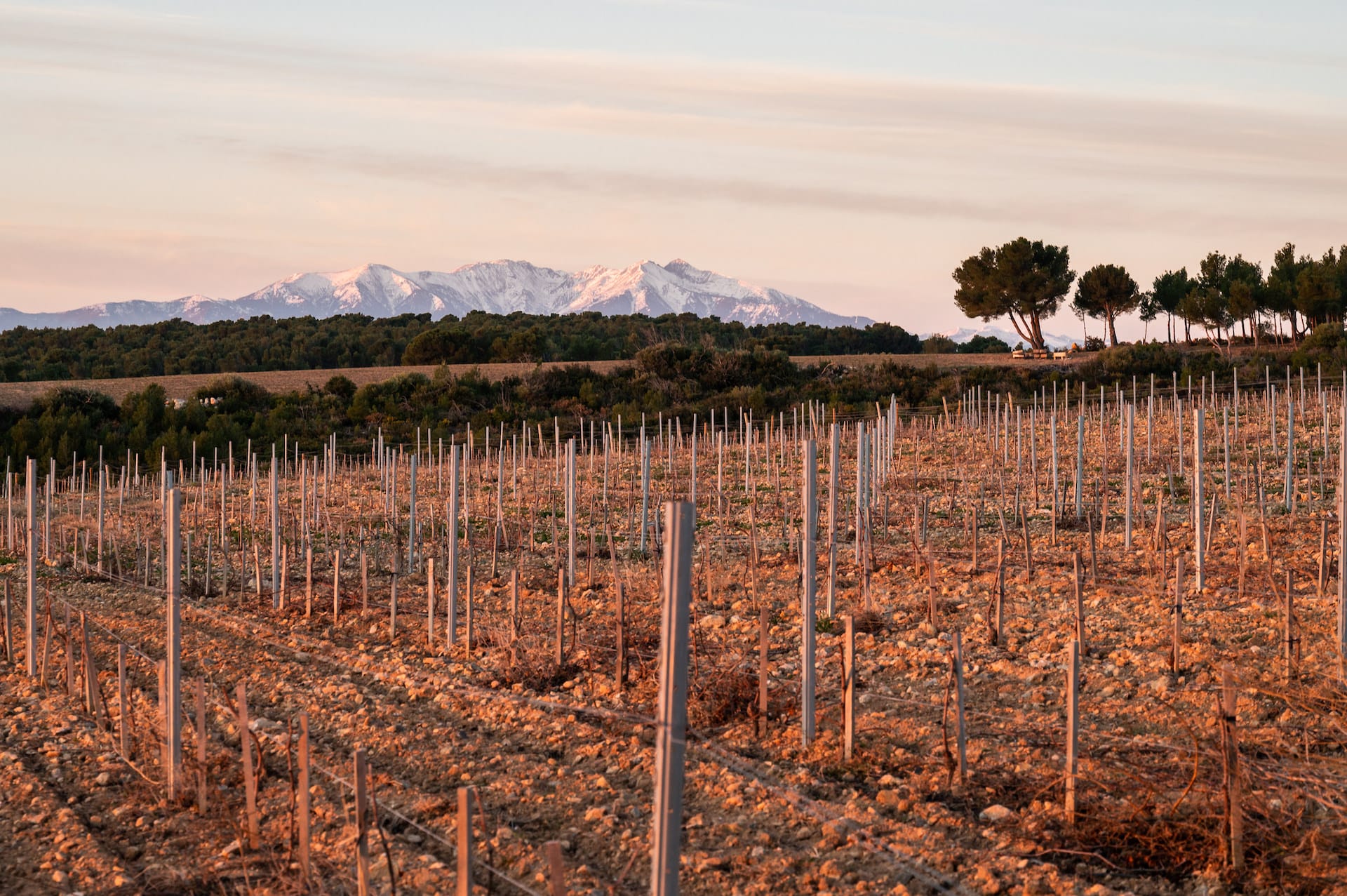 vignoble du rivesaltais