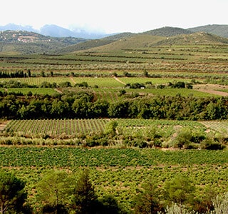 aop cote du roussillon villages les aspres