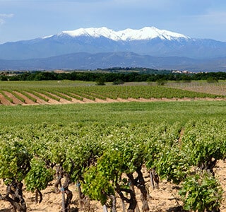 aop cote du roussillon